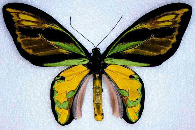 Ornothoptera (fb coll 7 aberrant) Internet Image property of respective owner, non-commercial use only
